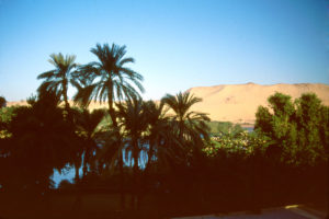 Egypt - Aswan Palms