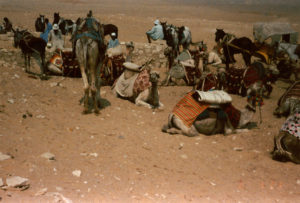 Egypt camels