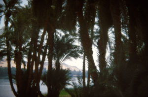 Egypt - Nile Palms