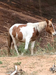 Navajo Land, AZ