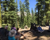 Mt Shasta trees