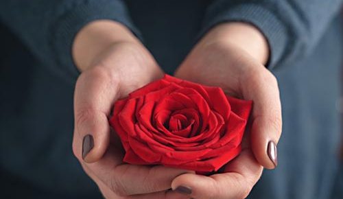 Mother's Lap rose image